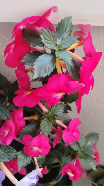  - 2025-BriD s ANNIKA