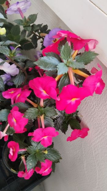  - 2025-BriD s ANNIKA