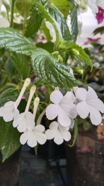  - 2025-GRANDIFLORA ALBA