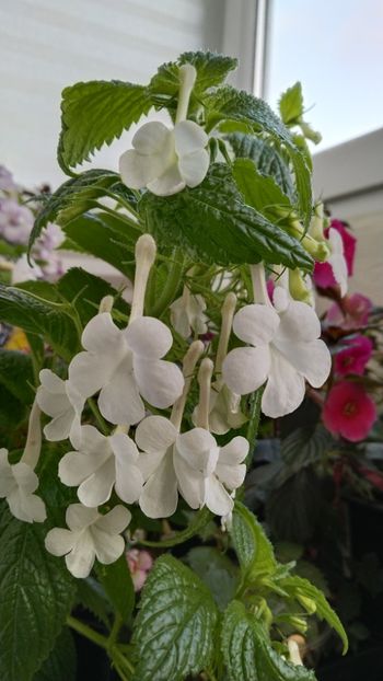  - 2025-GRANDIFLORA ALBA