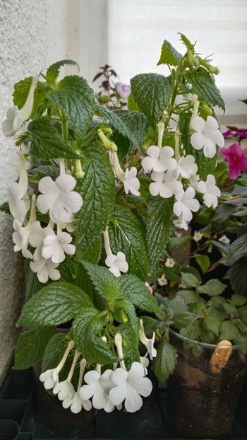  - 2025-GRANDIFLORA ALBA