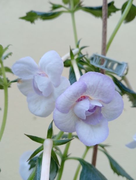  - Lavender Bliss
