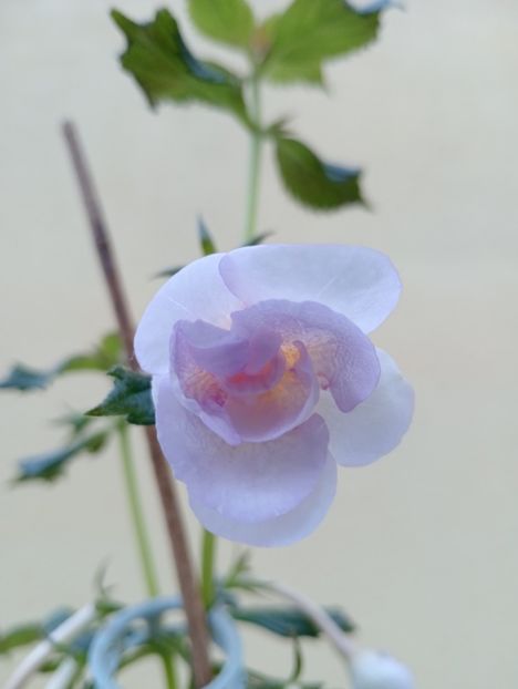  - Lavender Bliss