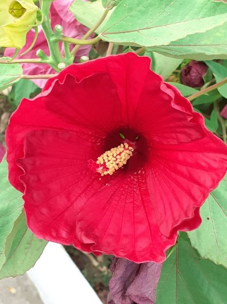  - HIBISCUS MOSCHETUOS