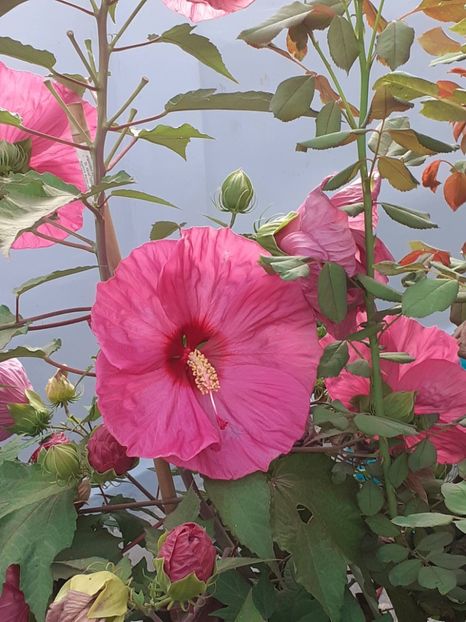 20250808_065411(0) - HIBISCUS MOSCHETUOS