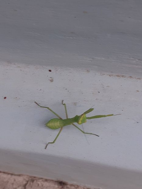  - HIBISCUS MOSCHETUOS