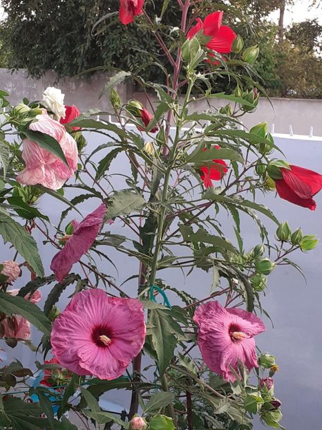  - HIBISCUS MOSCHETUOS