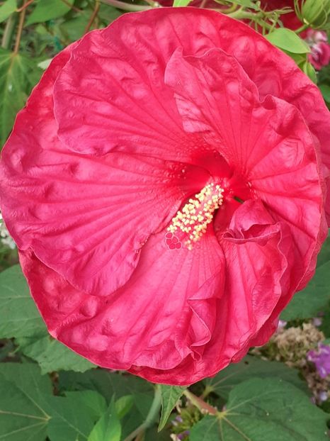  - HIBISCUS MOSCHETUOS