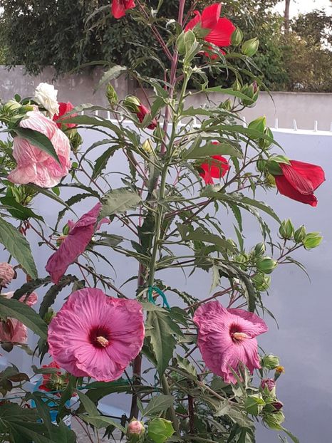  - HIBISCUS MOSCHETUOS