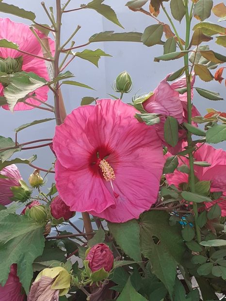  - HIBISCUS MOSCHETUOS