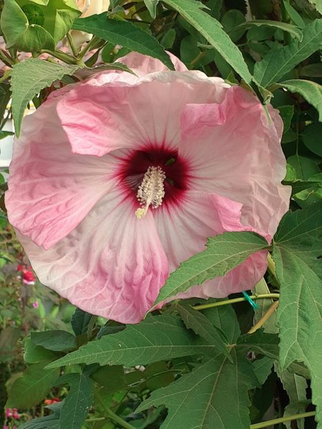  - HIBISCUS MOSCHETUOS