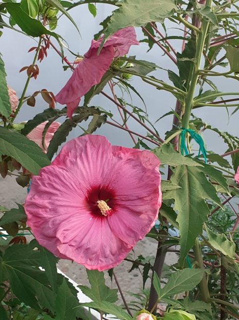  - HIBISCUS MOSCHETUOS