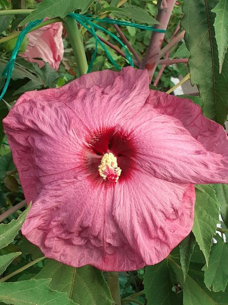 20250808_065604(0) - HIBISCUS MOSCHETUOS