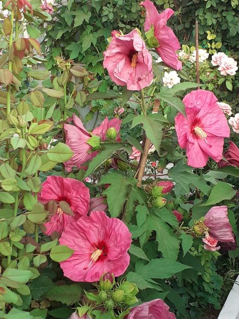  - HIBISCUS MOSCHETUOS