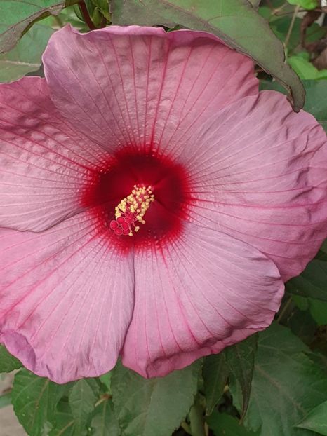  - HIBISCUS MOSCHETUOS