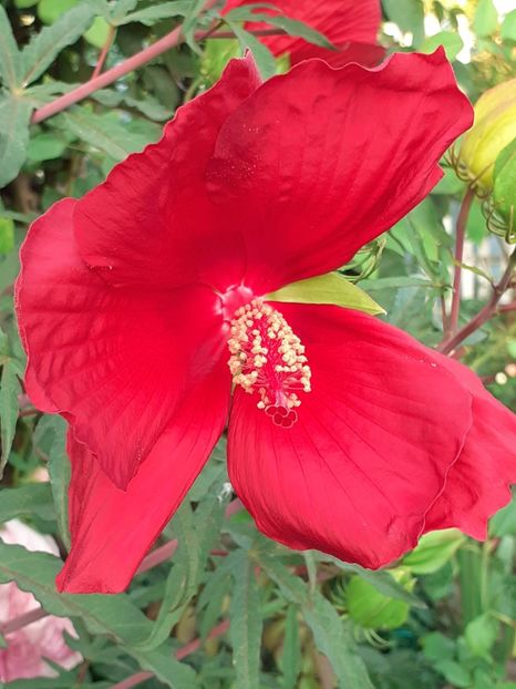  - HIBISCUS MOSCHETUOS
