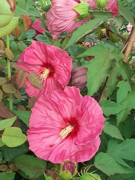  - HIBISCUS MOSCHETUOS