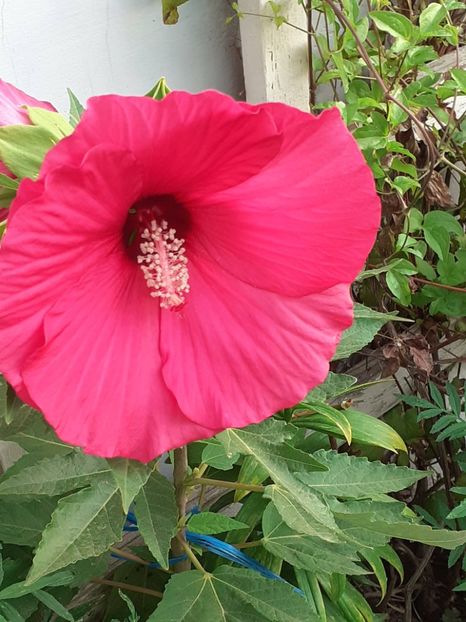  - HIBISCUS MOSCHETUOS