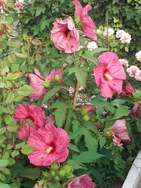  - HIBISCUS MOSCHETUOS