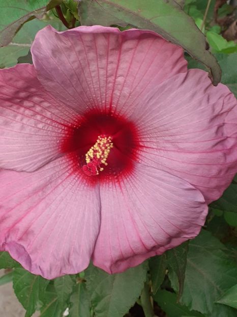  - HIBISCUS MOSCHETUOS