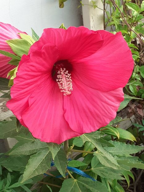  - HIBISCUS MOSCHETUOS