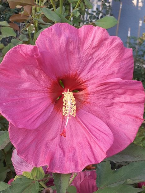  - HIBISCUS MOSCHETUOS
