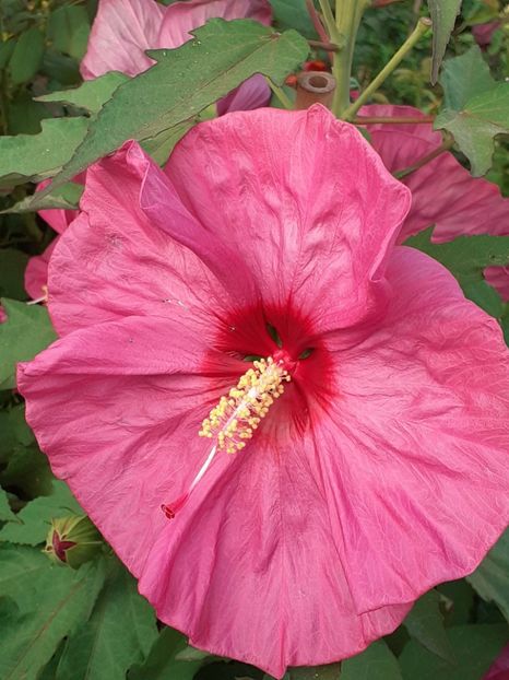  - HIBISCUS MOSCHETUOS