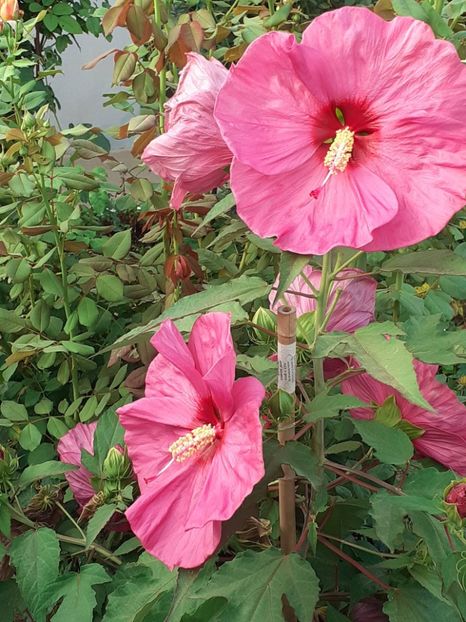  - HIBISCUS MOSCHETUOS