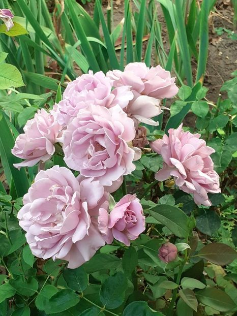  - 05 - TRANDAFIRII MEI ACHIZIȚIONAȚI IN DECURSUL ANILOR