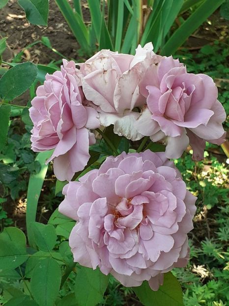  - 05 - TRANDAFIRII MEI ACHIZIȚIONAȚI IN DECURSUL ANILOR