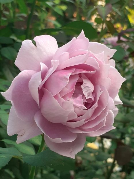  - 05 - TRANDAFIRII MEI ACHIZIȚIONAȚI IN DECURSUL ANILOR