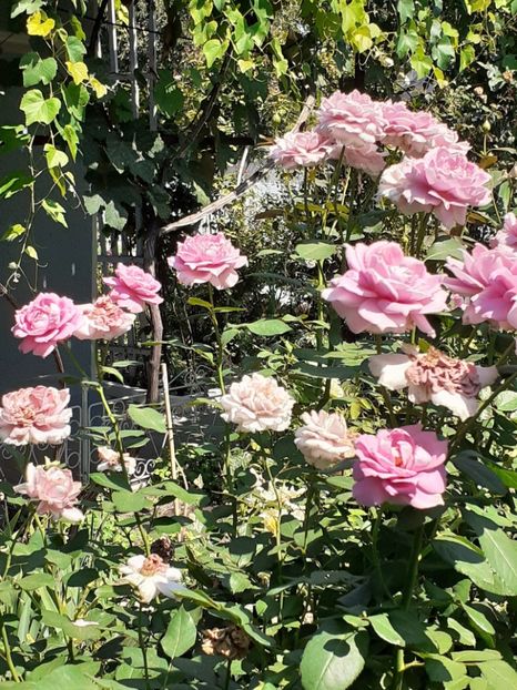  - 05 - TRANDAFIRII MEI ACHIZIȚIONAȚI IN DECURSUL ANILOR