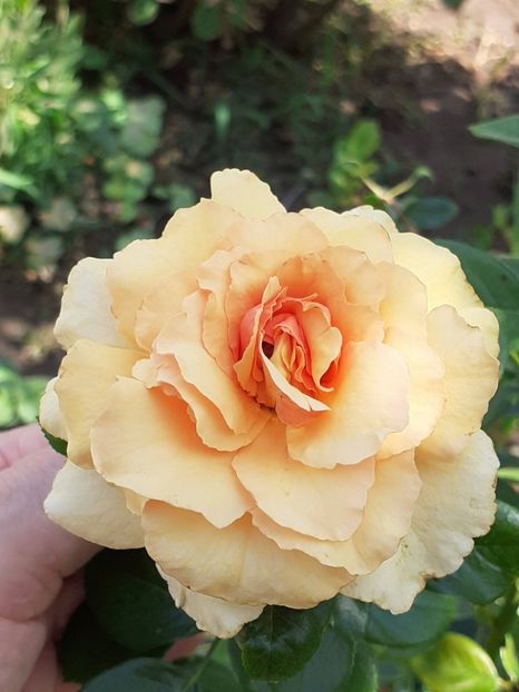 Paco Rabanne - 05 - TRANDAFIRII MEI ACHIZIȚIONAȚI IN DECURSUL ANILOR