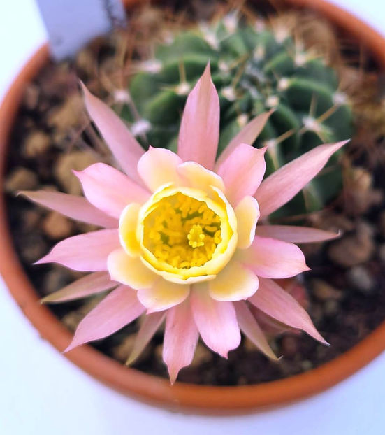 Lobivia hb EASTER PARADE - Lobivia hb EASTER PARADE