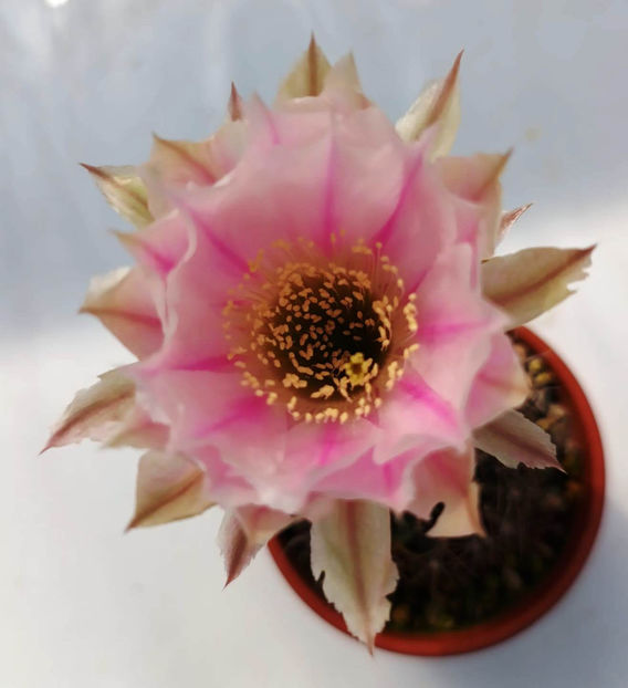 Echinopsis hb HERMES - Echinopsis hb HERMES