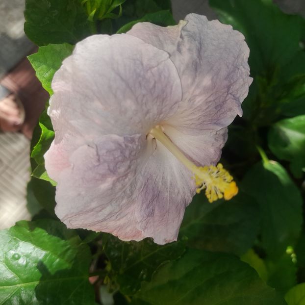 08.08.2025 - HIBISCUSI 2025-3