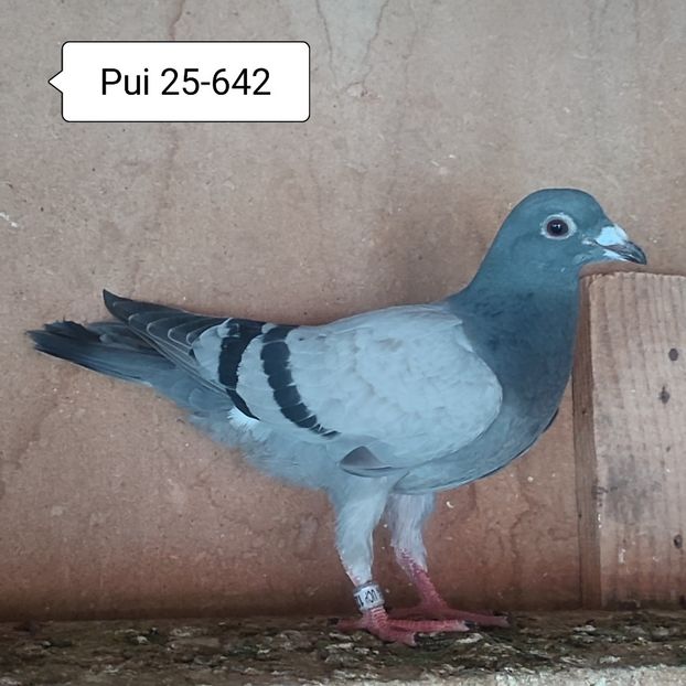 Pui 25-642 - Vanat
