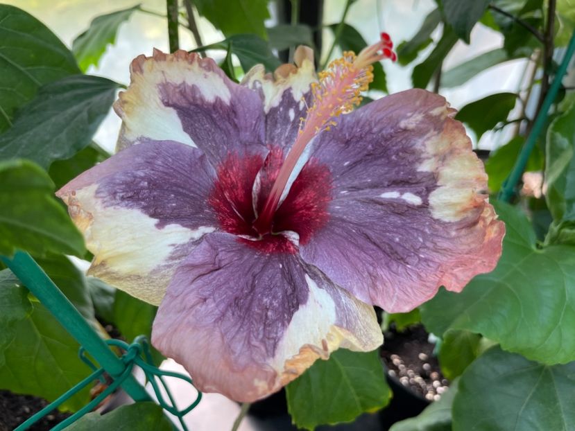  - 0006 - Hibiscusi 2025 - 1