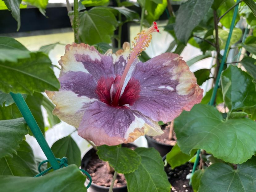  - 0006 - Hibiscusi 2025 - 1