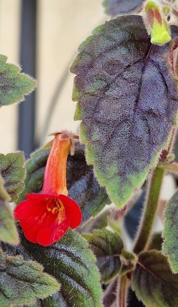 Dutch treat - Achimenes 2025