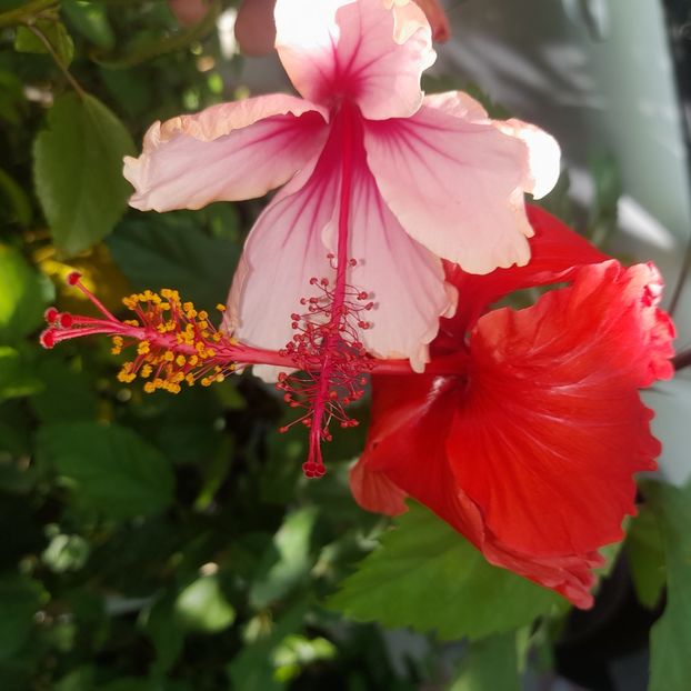 09.08.2025 - HIBISCUSI 2025-3