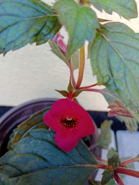 Weinrot Elfe - - - - 2025