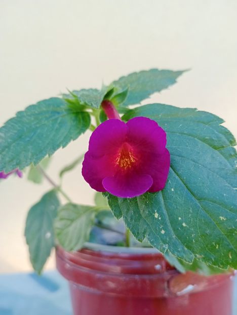 2025 - Purple Kimono