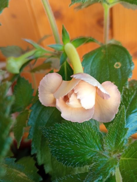 Yellow English Rose - - - - 2025