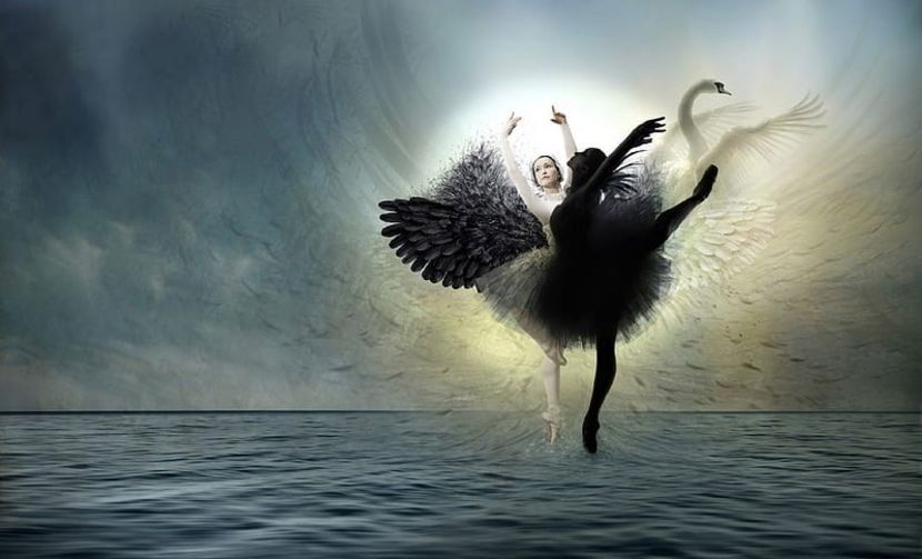  - ------------------ Black and White Swan