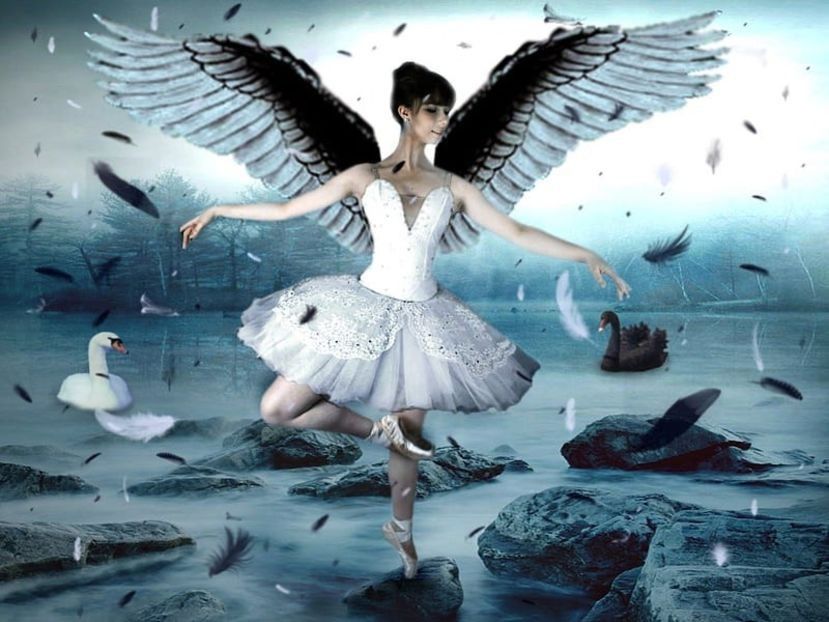  - ------------------ Black and White Swan