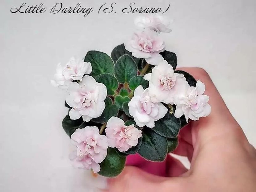 Little Darlin - disponibile mai 2025