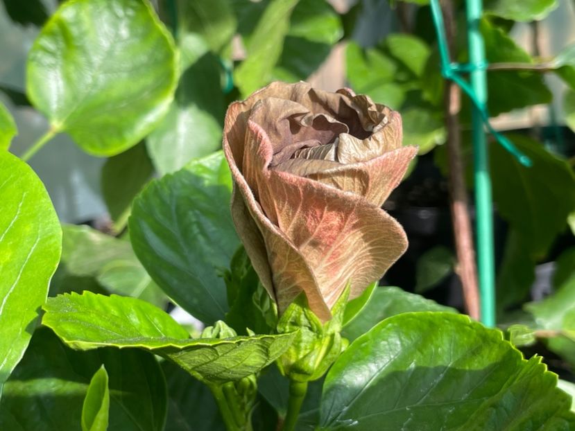  - Teng s black phantom