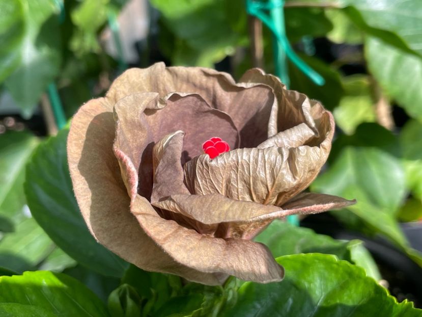  - Teng s black phantom