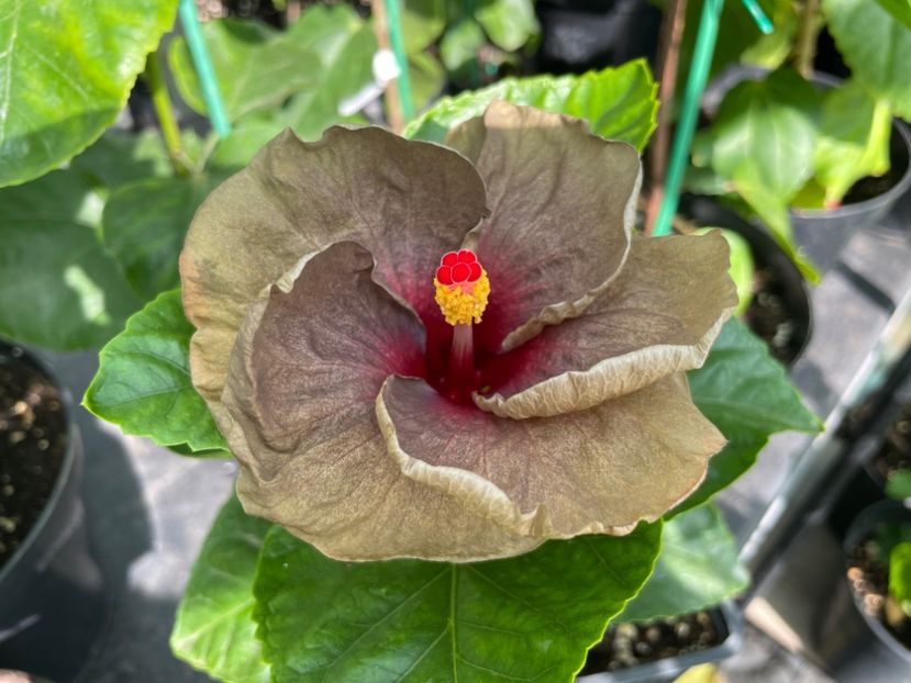  - Teng s black phantom